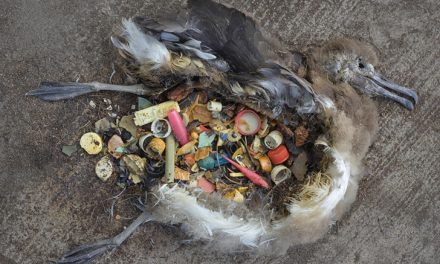 Cerca de un millón de aves mueren cada año por los plásticos