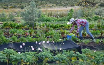 La ONU propone la agricultura orgánica como la mejor forma de alimentar al mundo