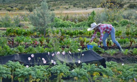 La ONU propone la agricultura orgánica como la mejor forma de alimentar al mundo