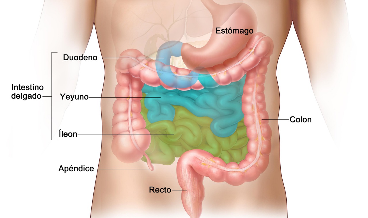 Sintomas de cancer intestino delgado