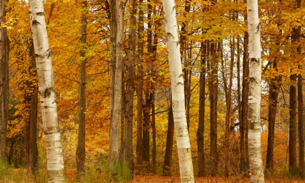 LA ENERGÍA DE LOS ARBOLES – ABEDUL