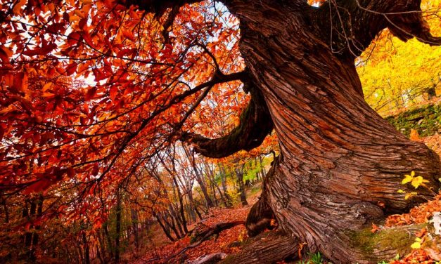 La energía de los arboles – EL CASTAÑO