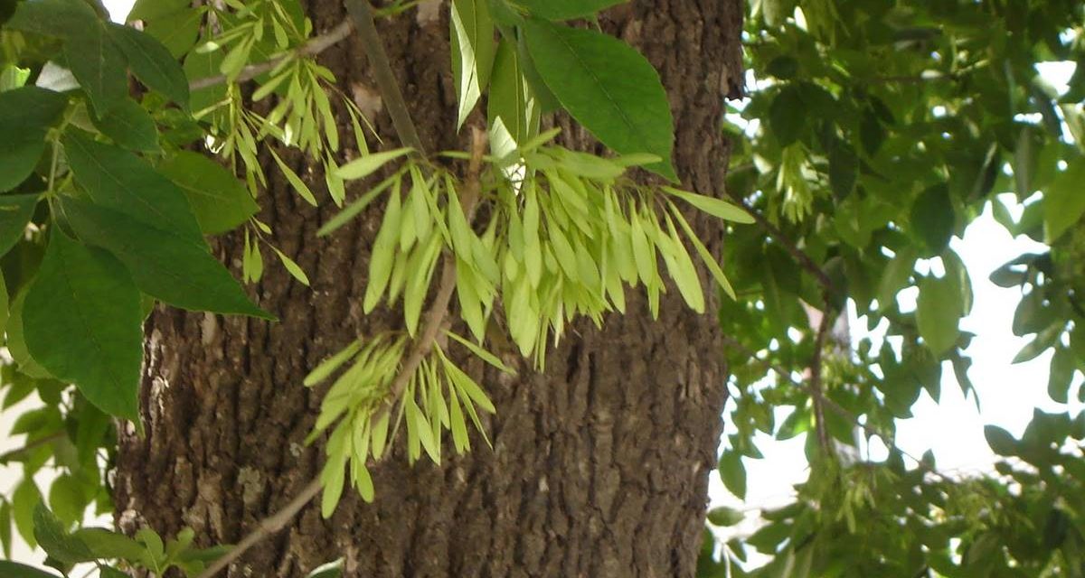 La energía de los arboles – EL FRESNO | naturaleza y salud