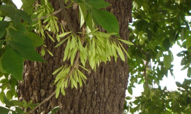 La energía de los arboles – EL FRESNO | naturaleza y salud