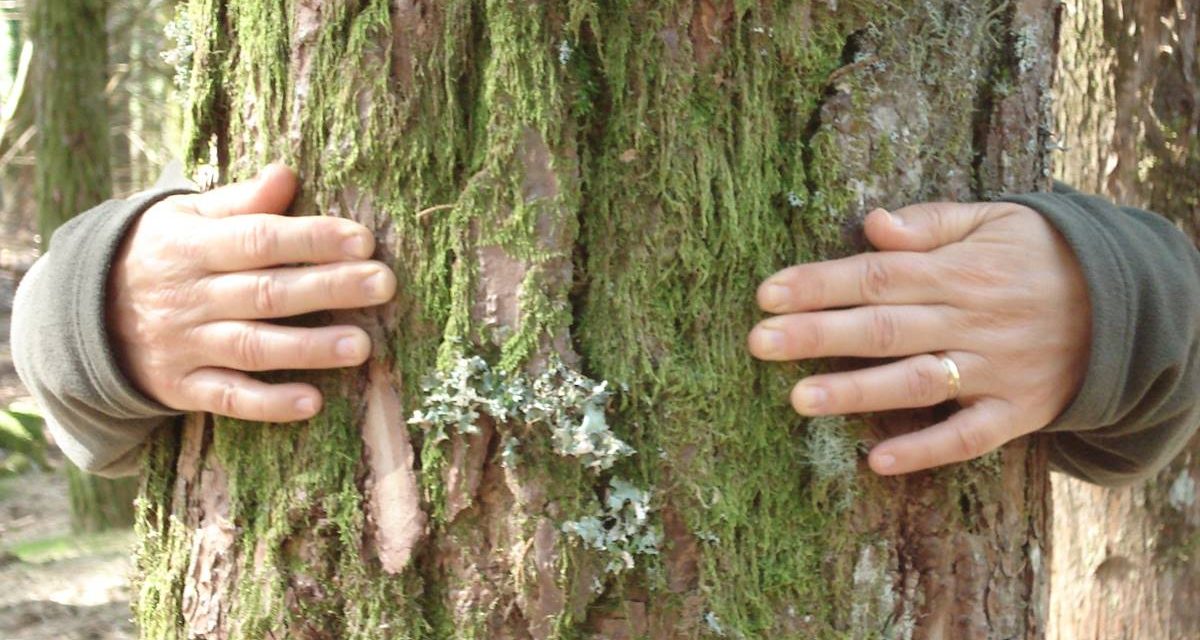 Abrazar árboles. Oficialmente avalado por la ciencia