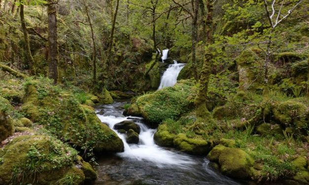 Cómo los bosques curan