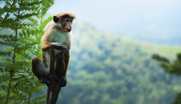 EL SER HUMANO EXTERMINÓ EL 60% DE LOS ANIMALES DE LA TIERRA EN LOS ULTIMOS 40 AÑOS